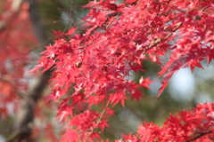 今年の紅葉は格別なのかも