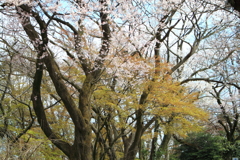 新緑も待ち遠しい山頂の木々