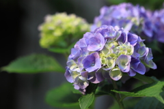 朝散歩・・紫陽花　１