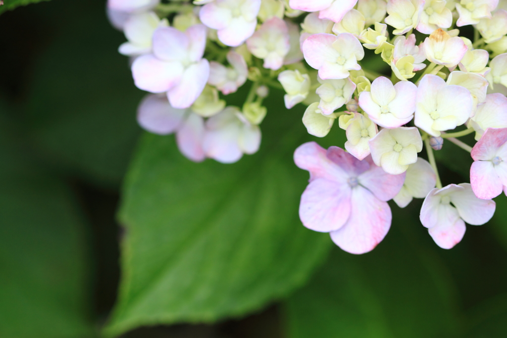 公園の紫陽花　２