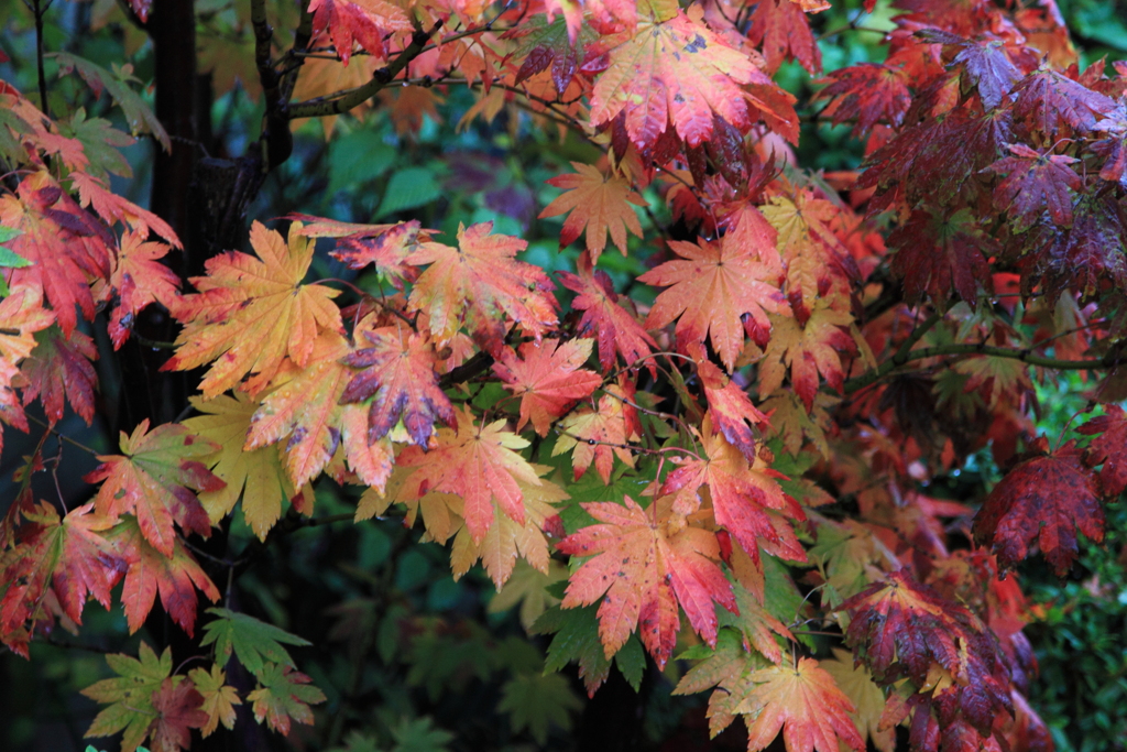 今年の紅葉