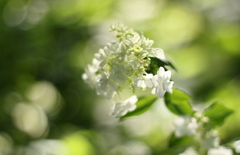 花の精が沢山