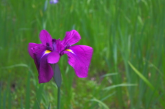 花菖蒲