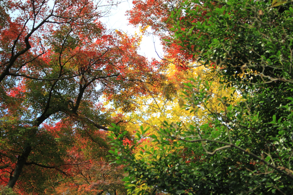 見事な秋の彩