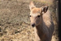愛らしい表情 子鹿