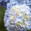 紫陽花　
