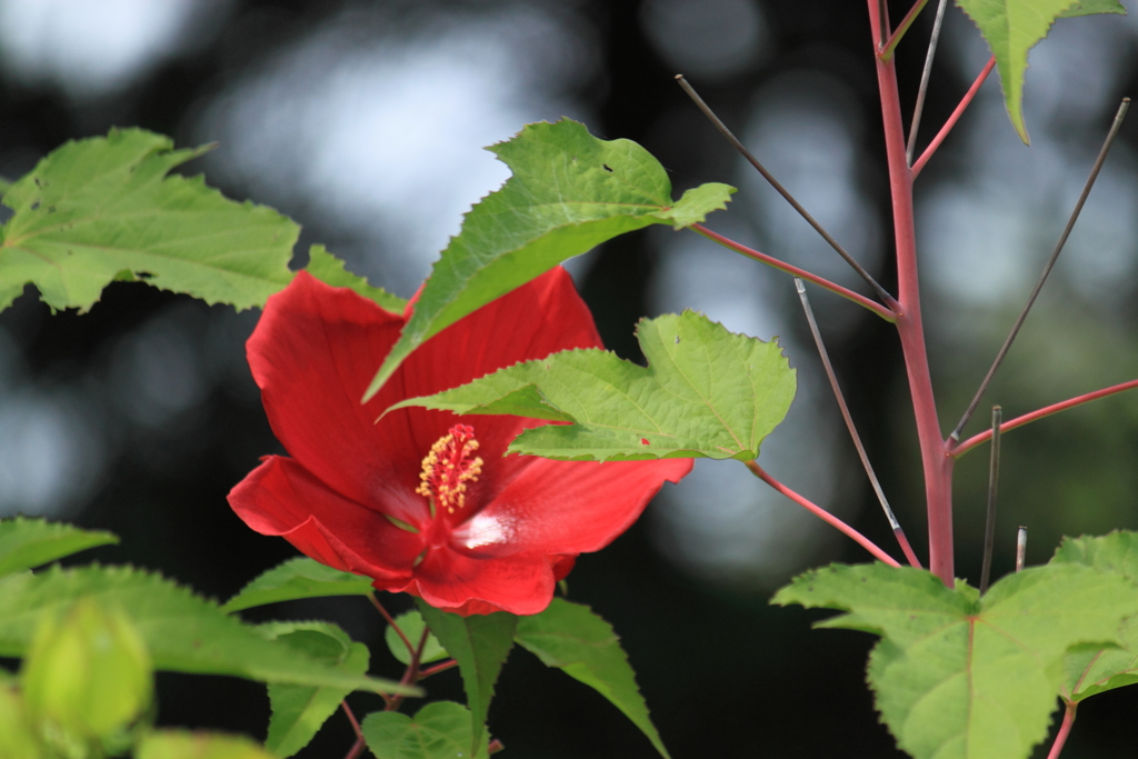 大輪の芙蓉