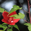 大輪の芙蓉
