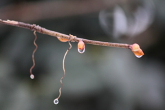 木の芽・・春はそこまでと思いたいけれど