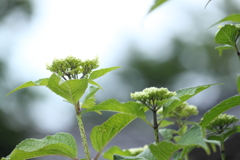 道沿いの紫陽花