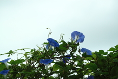 今にも雨が・・憂うアサガオ