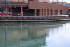 のどかな環水公園