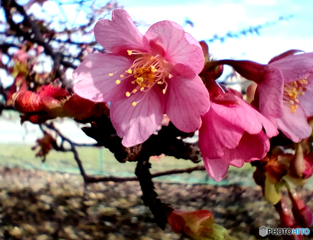 いつのまにやら咲いてた河津桜