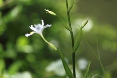 木陰で可憐に