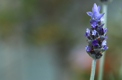 よく見ると可愛いラベンダーの花