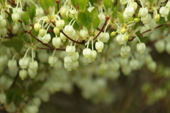 花散歩　３