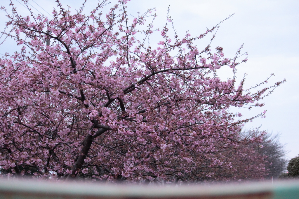油断してる間に・・こんなにも咲いてた河津桜(^'^)