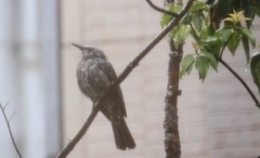 雷雨で・・ヒヨドリがビショビショ