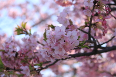 存在感のある河津桜・・いつのまにか開花＾＾