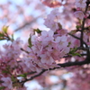 存在感のある河津桜・・いつのまにか開花＾＾
