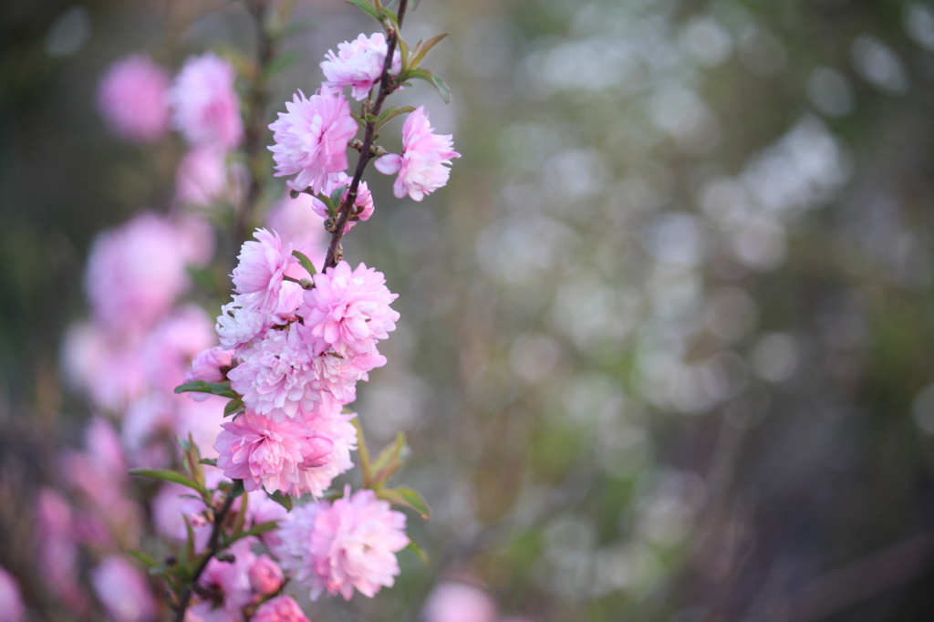 桃の花