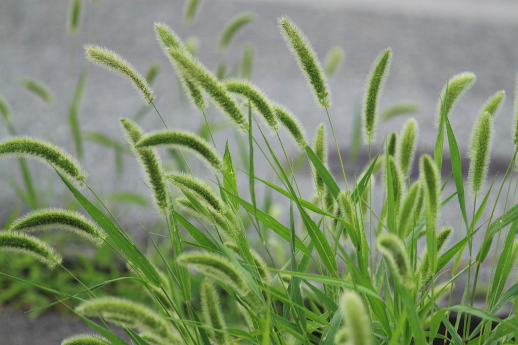 平凡な草なれど・・・。＾＾