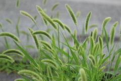 平凡な草なれど・・・。＾＾