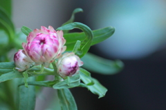 開くのが楽しみ一輪の花