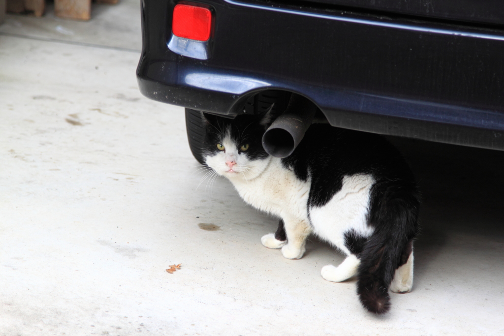 ついて来ないでと言わんばかり睨む猫ちゃん