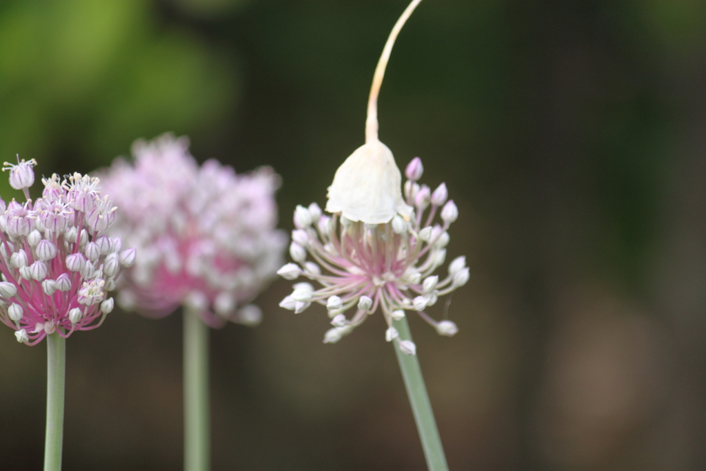アレマァ・・変身・・途中だったのね。！