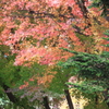 彩豊かな紅葉