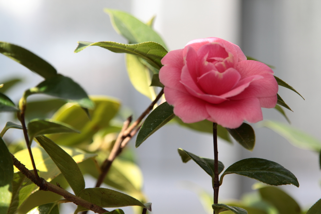 トウツバキ　菊弁