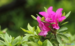 公園のツツジ・・今花盛り