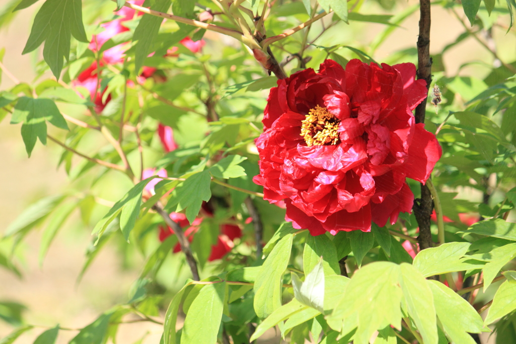 上天気でご機嫌・・芍薬さん