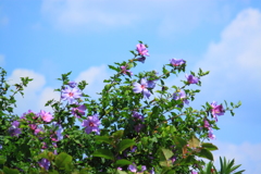 木槿の夏