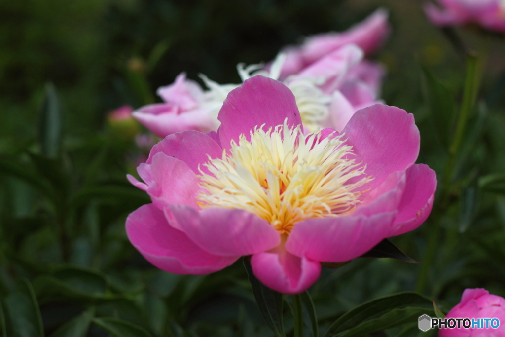 芍薬　ポールオブビューテイ