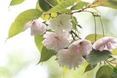 八重桜が見れた喜び・・心もホンノリ桜色＾＾