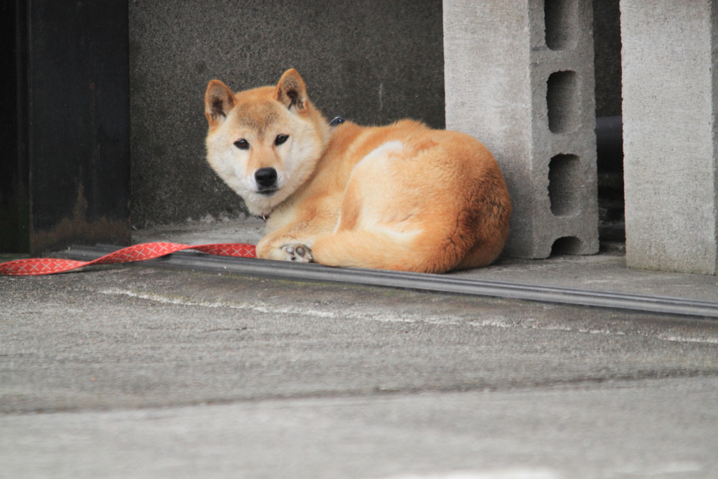 朝散歩の出会い・・芝犬さん雌＾＾