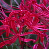 葉見ず花見ず・・曼珠沙華