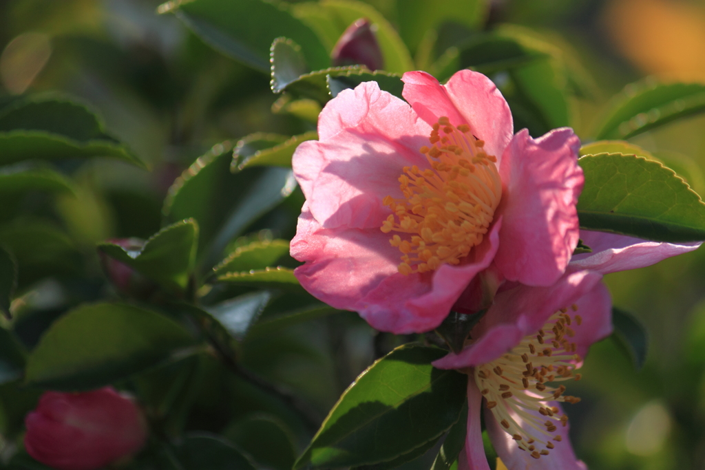 散歩道の山茶花２