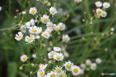 わたしは野草