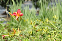 百合の華