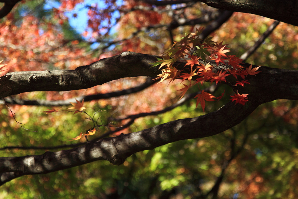 本日は上天気　紅葉が見たさに行く公園