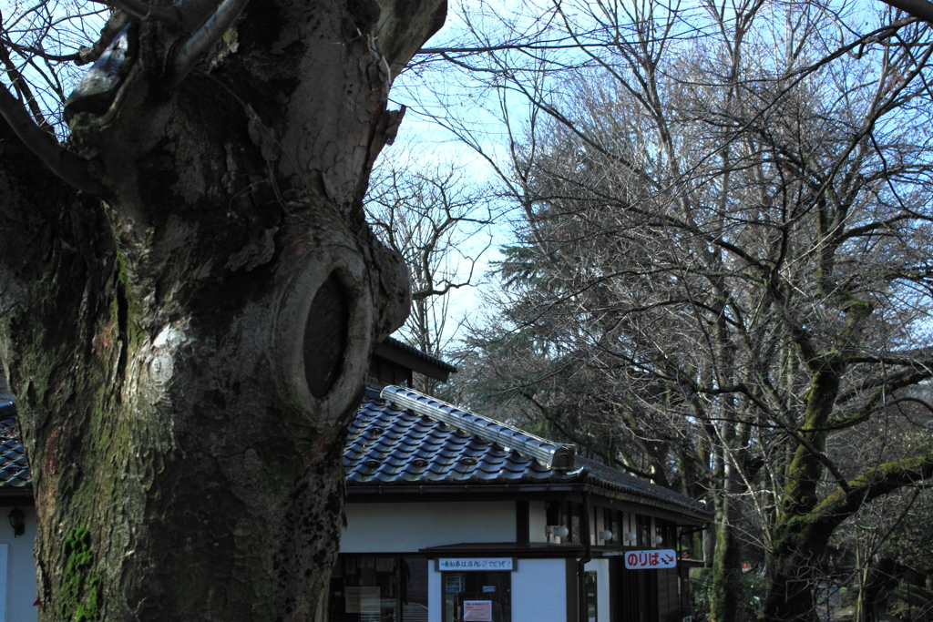 大木の眼