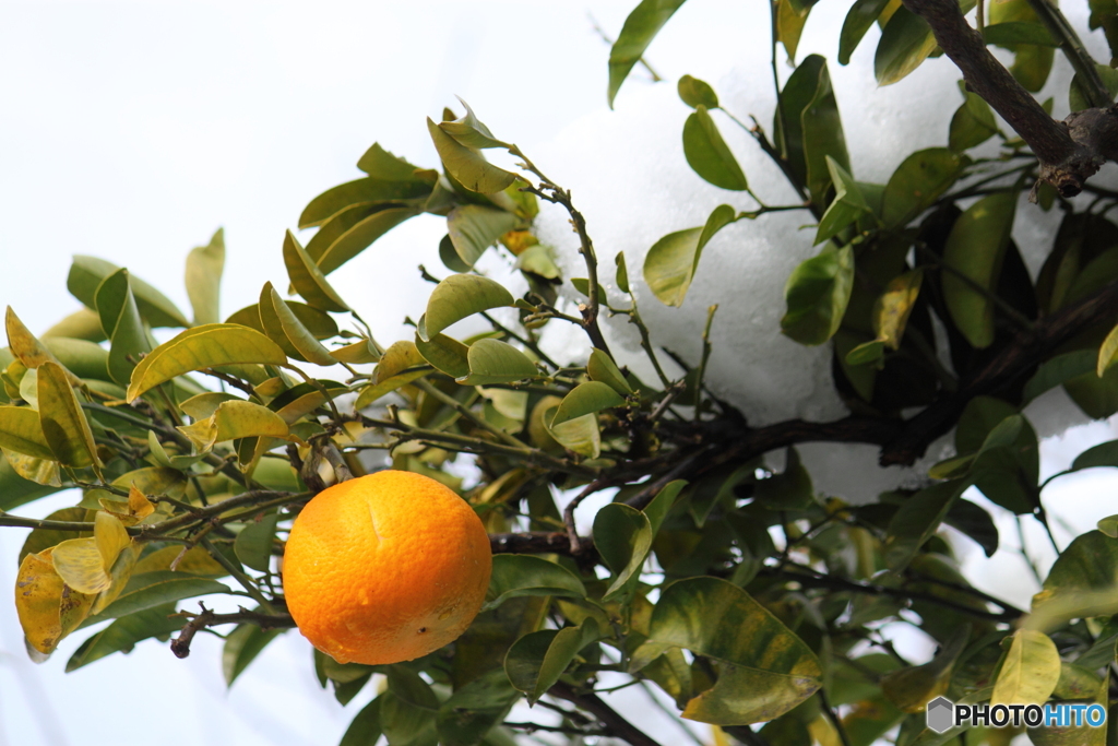 雪の重みに耐える柚子