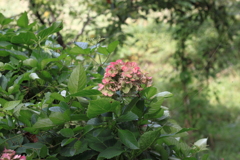 未だ健在紫陽花