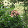 未だ健在紫陽花