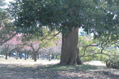 この木なんの木と梅林模様