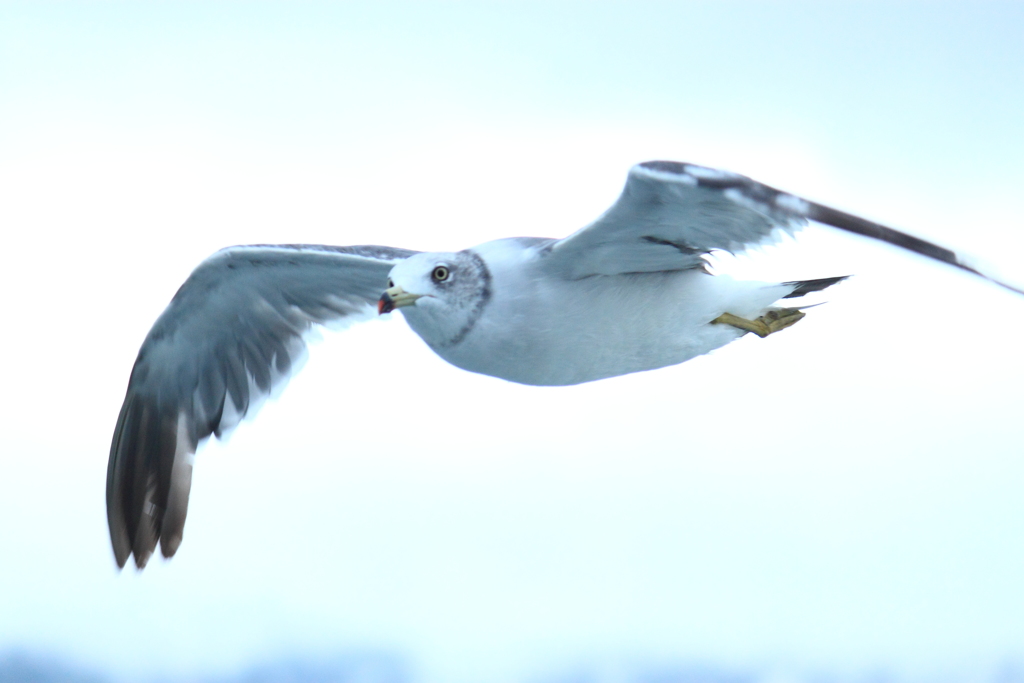 ウミネコ接近～＾＾