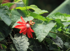 熱帯の花　＾＾